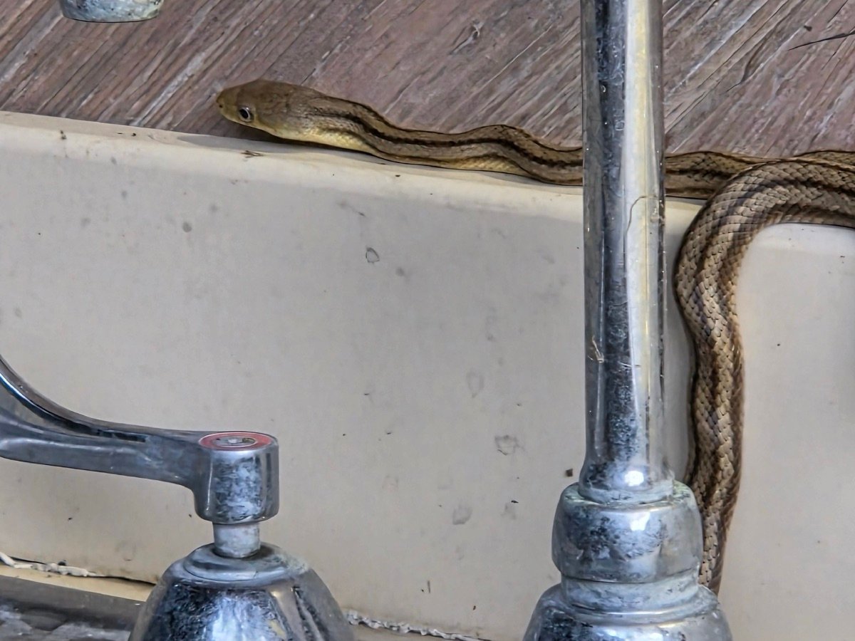 Eastern Ratsnake