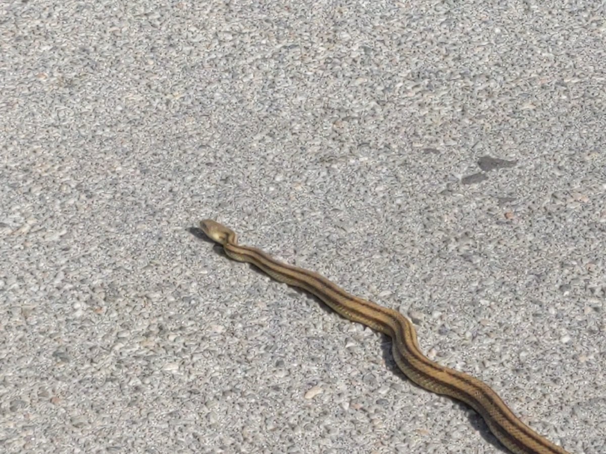 Eastern Ratsnake
