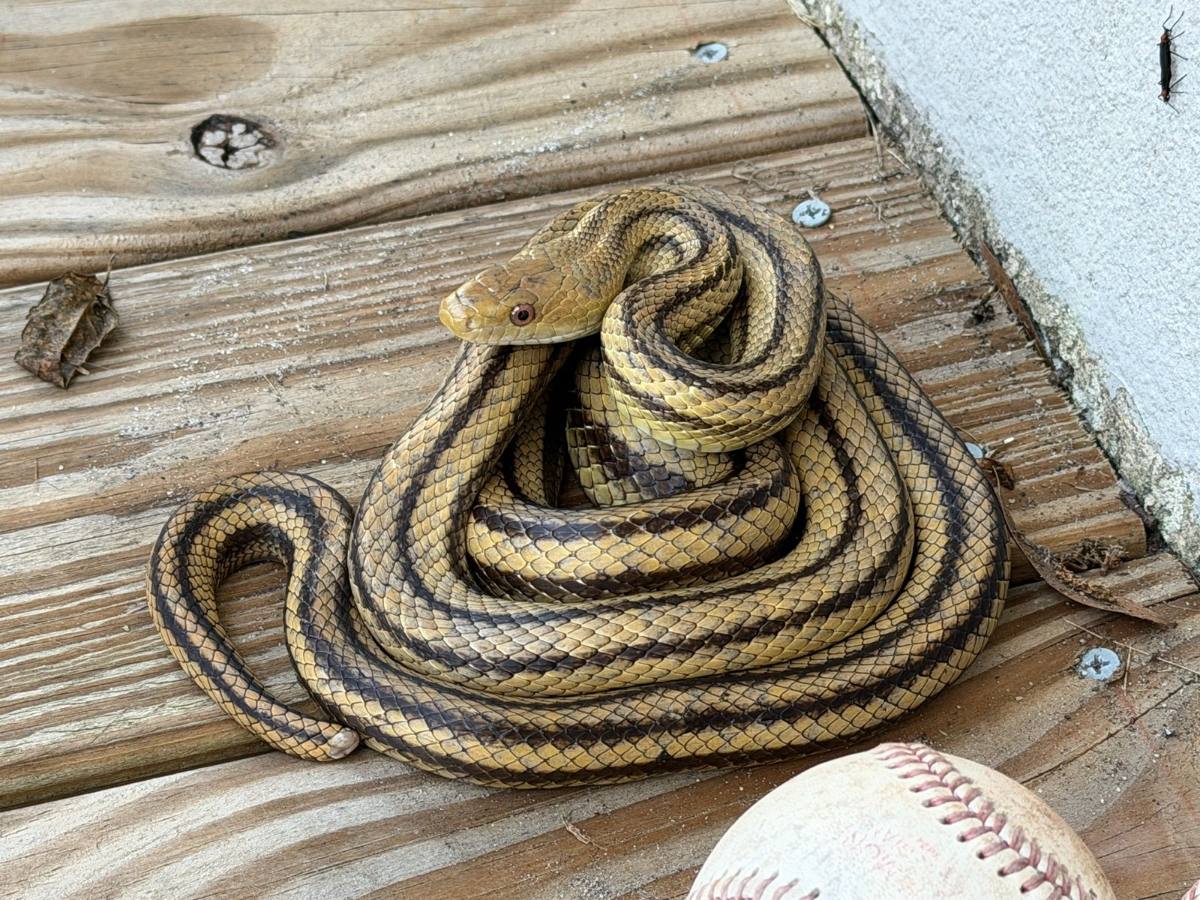 Eastern Ratsnake
