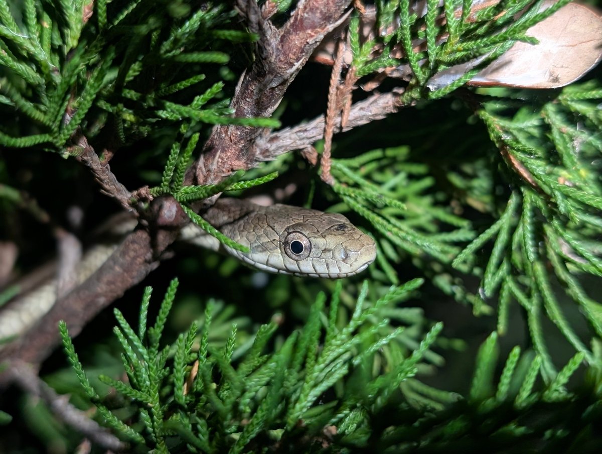 Eastern Ratsnake