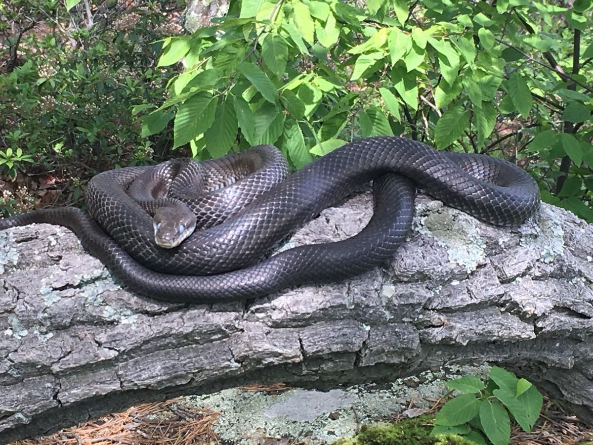 Eastern Ratsnake