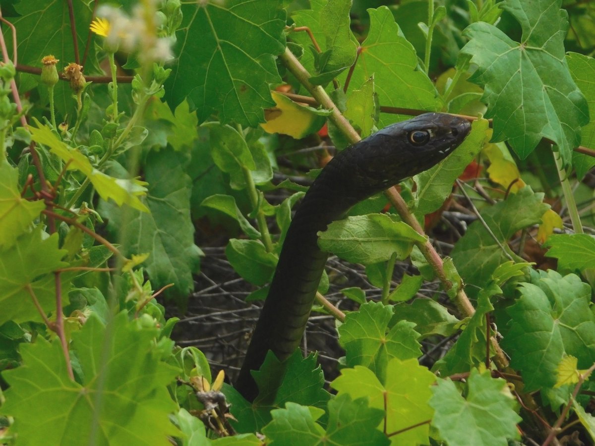 Coachwhip