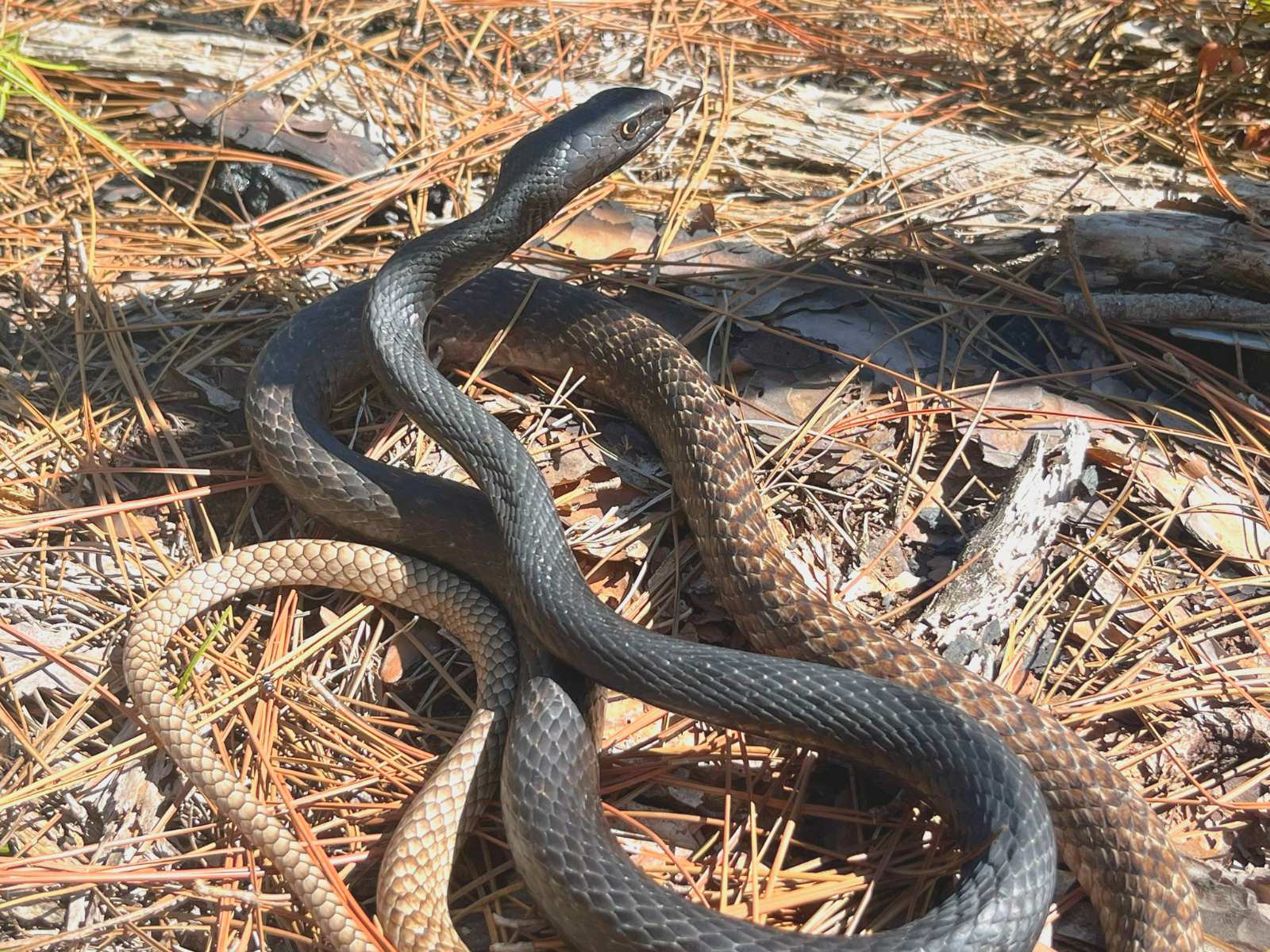 Coachwhip