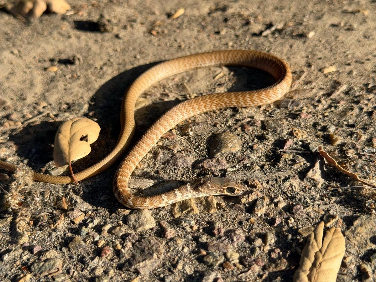 Coachwhip