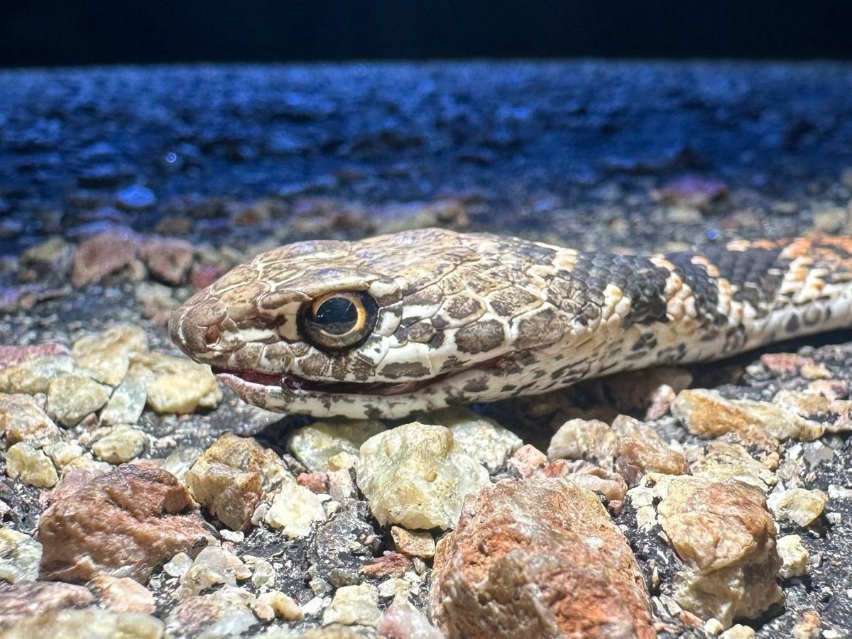 Coachwhip