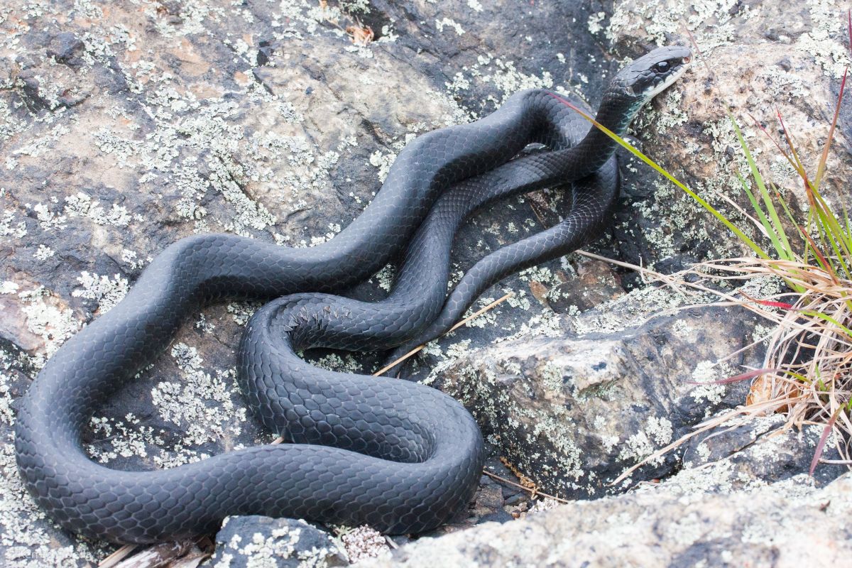 North American Racer