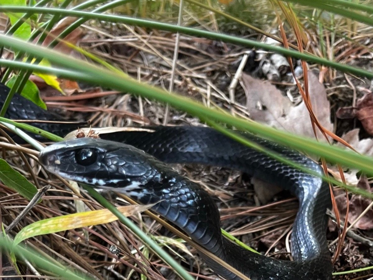 North American Racer