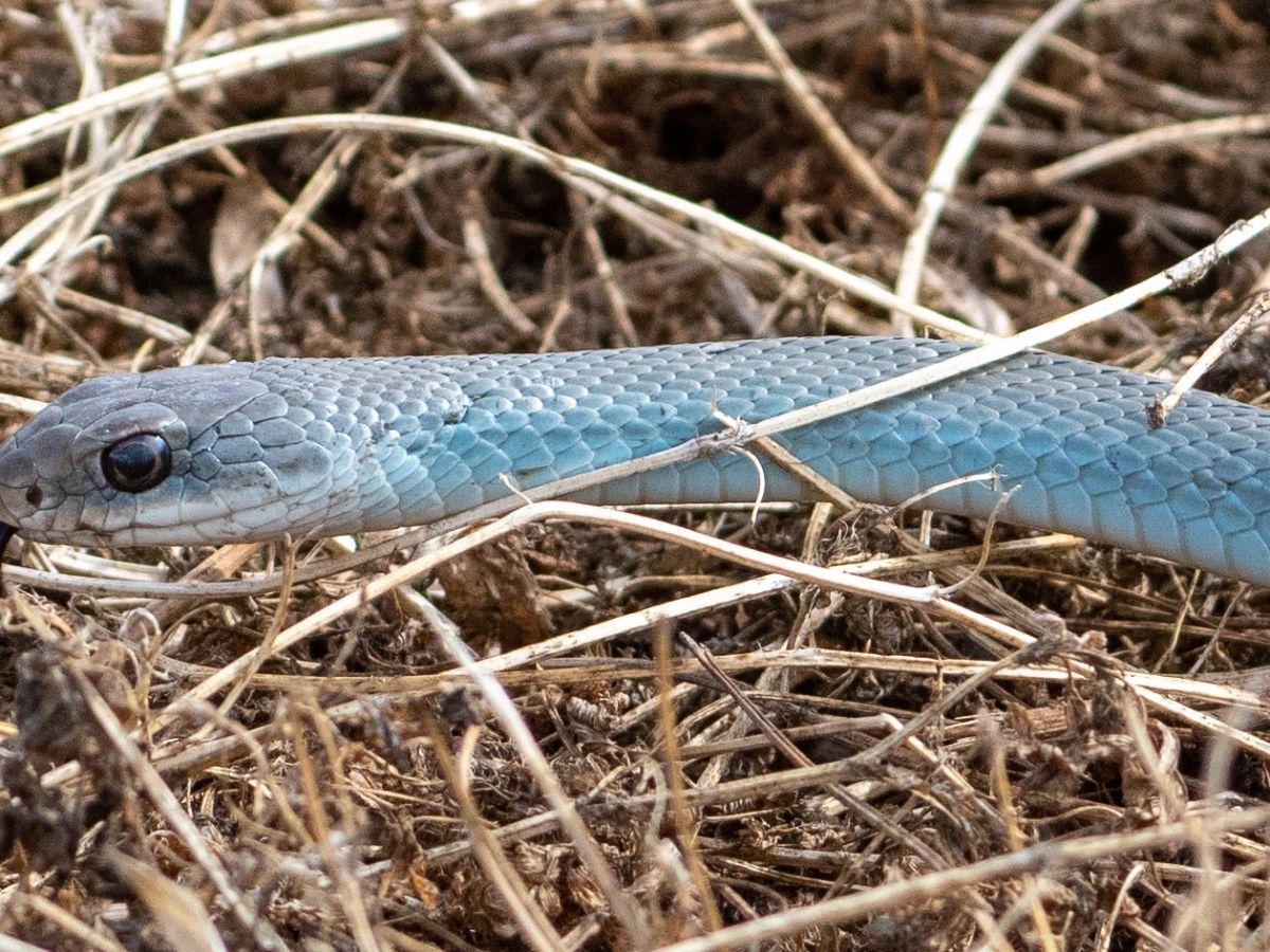 North American Racer