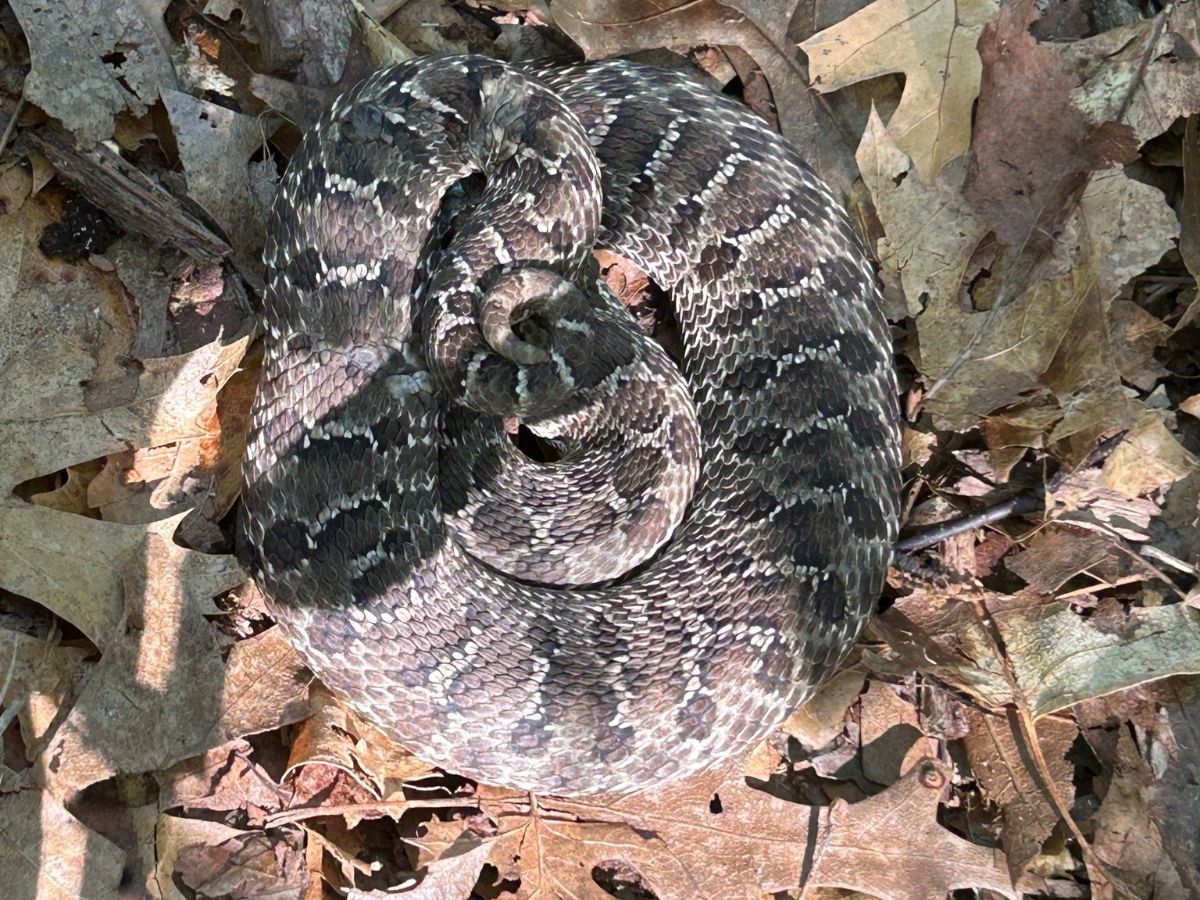 Western Hog-nosed Snake