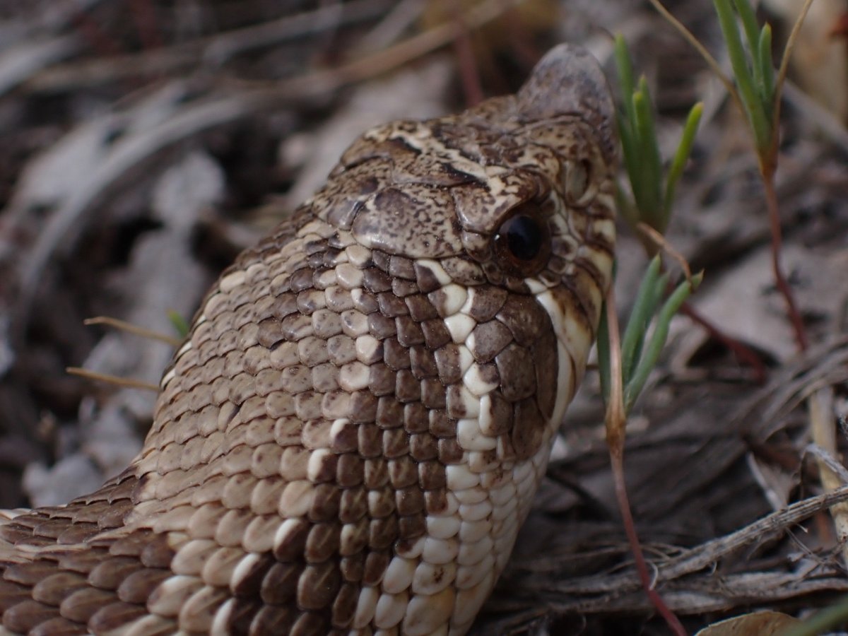 Western Hog-nosed Snake