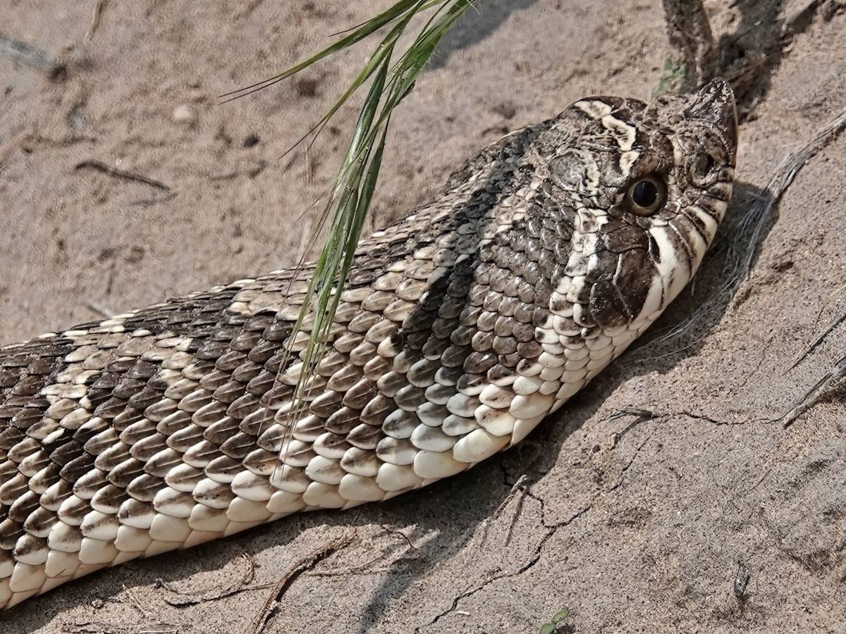Western Hog-nosed Snake