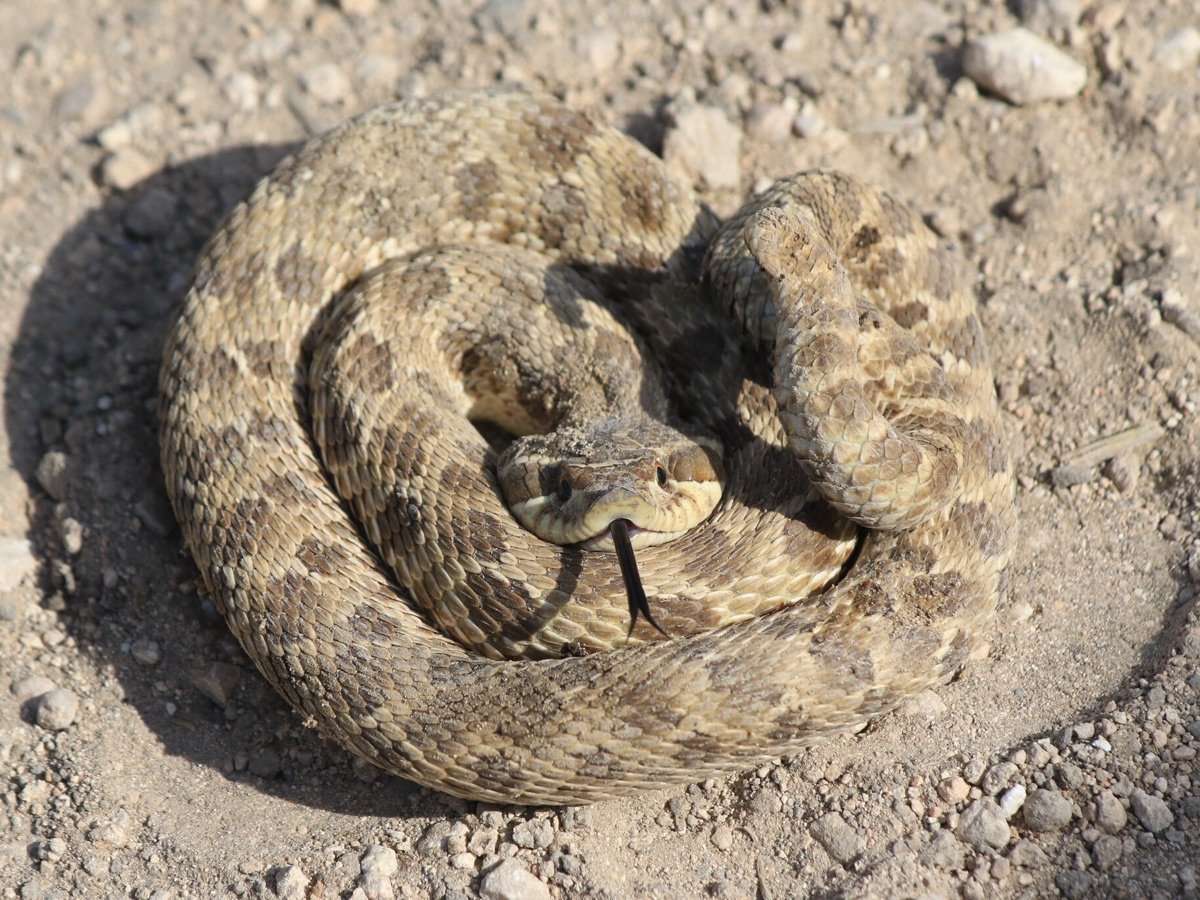 Western Hog-nosed Snake