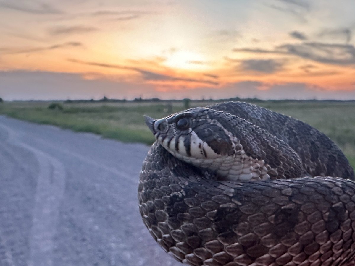 Western Hog-nosed Snake