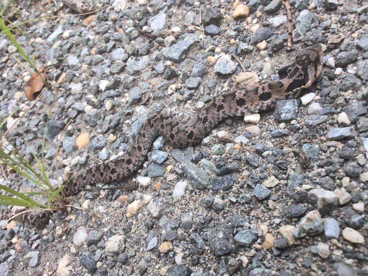 Eastern Hog-nosed Snake