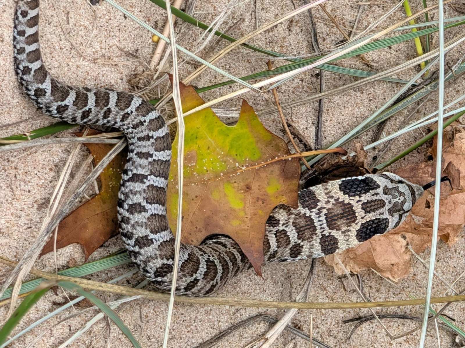 Eastern Hog-nosed Snake