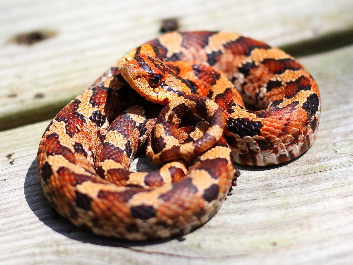 Eastern Hog-nosed Snake