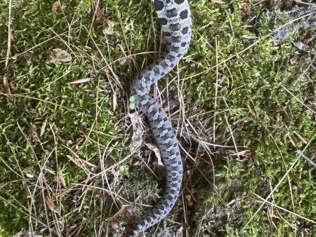 Eastern Hog-nosed Snake