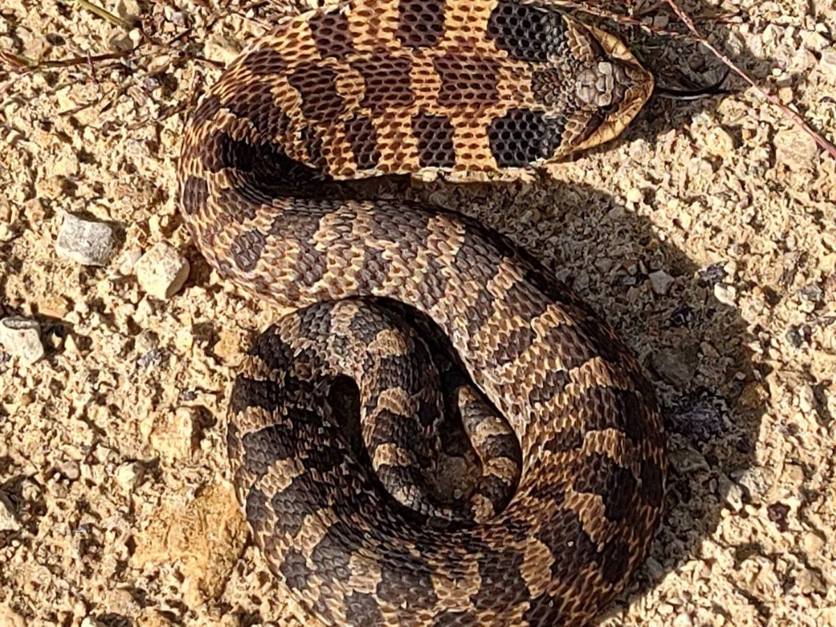 Eastern Hog-nosed Snake
