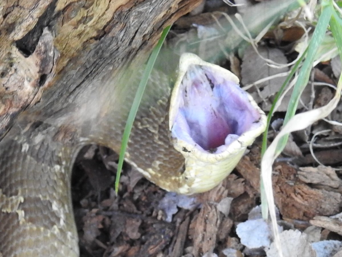 Eastern Hog-nosed Snake