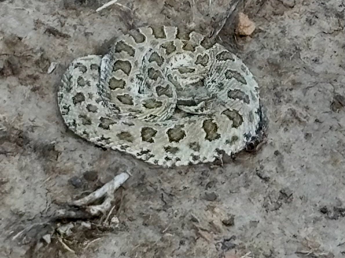 Prairie Rattlesnake