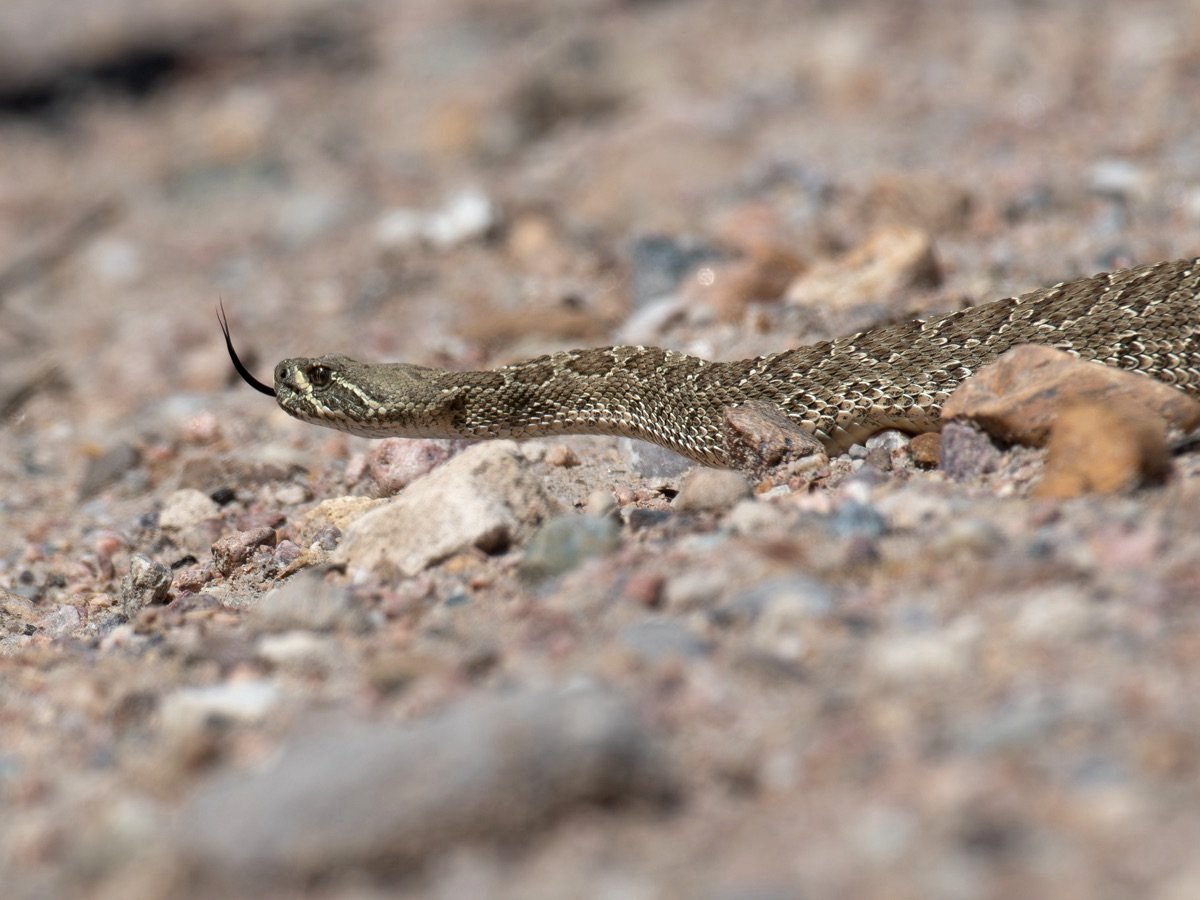 Prairie Rattlesnake