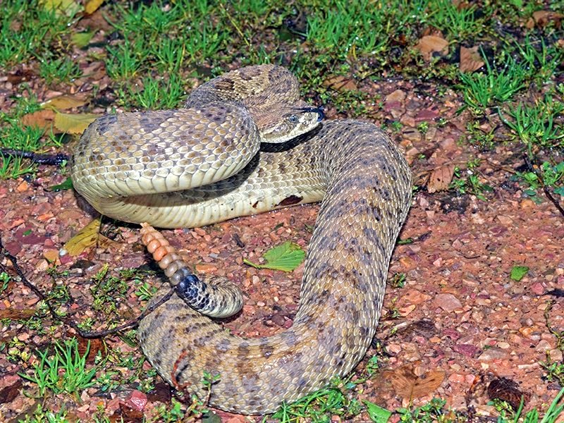 Prairie Rattlesnake