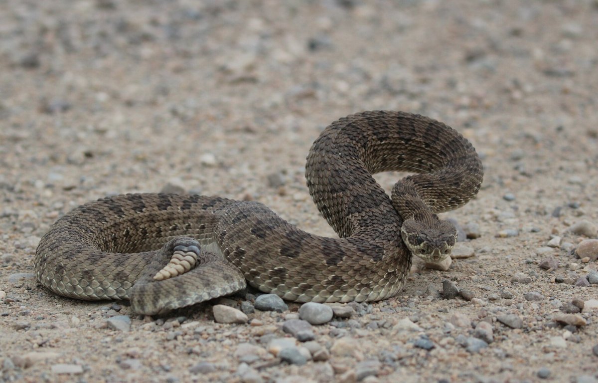 Prairie Rattlesnake