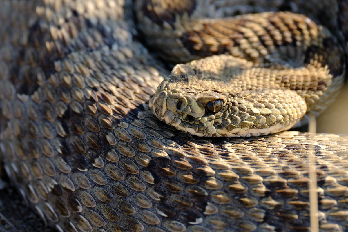 Prairie Rattlesnake