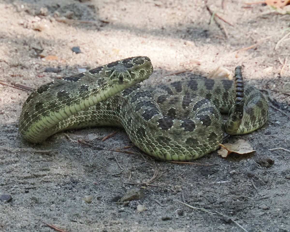 Prairie Rattlesnake