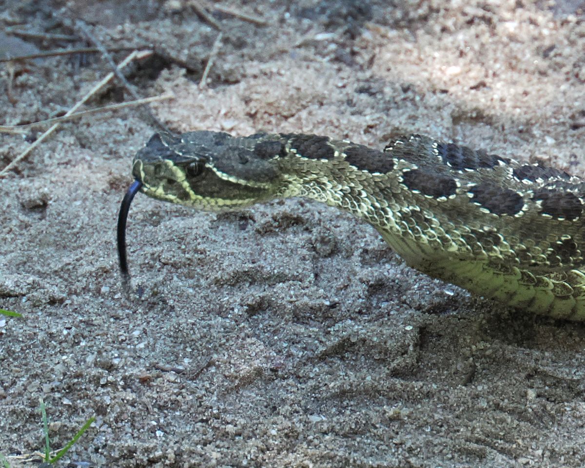 Prairie Rattlesnake