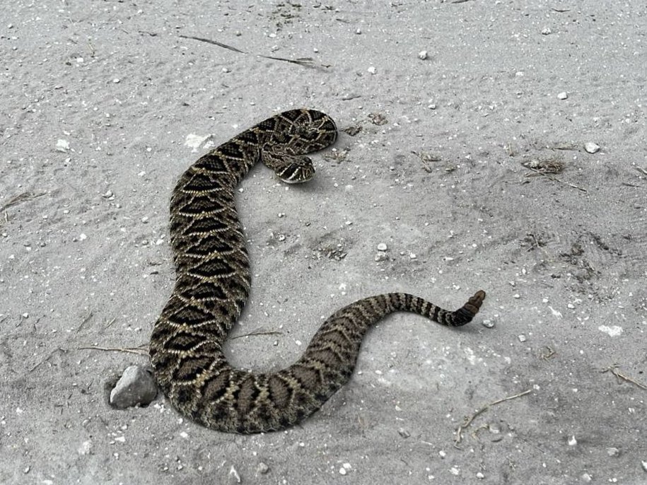 Eastern Diamondback Rattlesnake