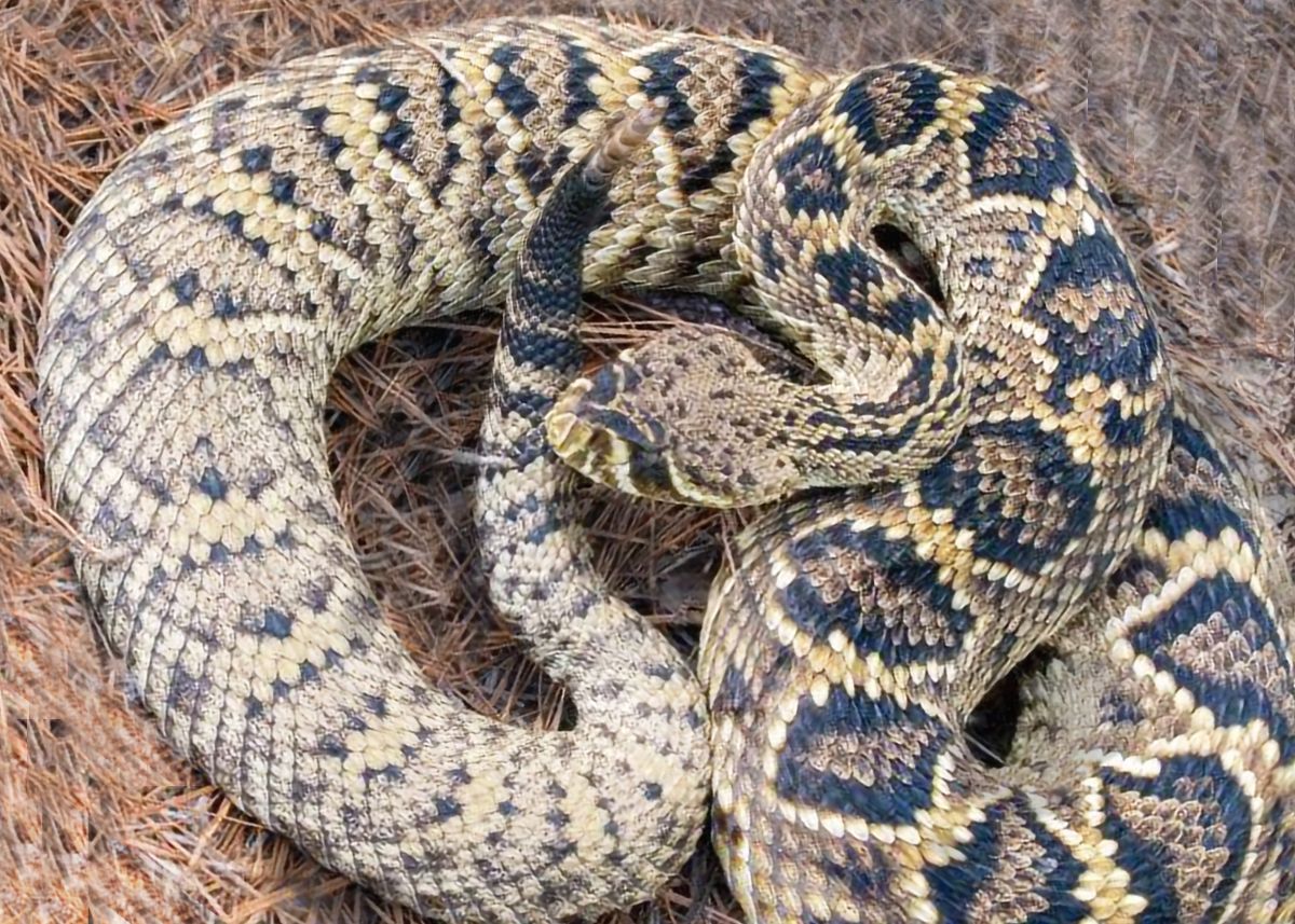 Eastern Diamondback Rattlesnake
