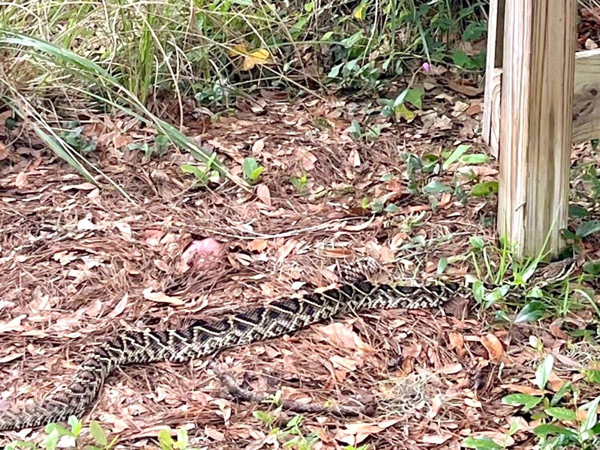 Eastern Diamondback Rattlesnake