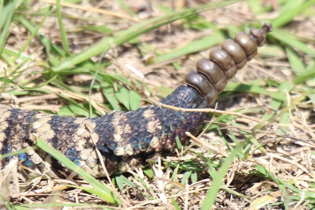 Eastern Diamondback Rattlesnake