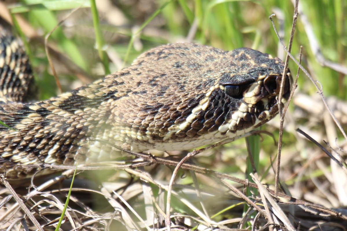 Eastern Diamondback Rattlesnake