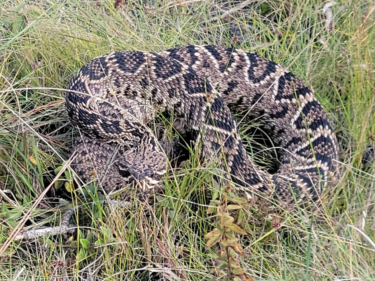 Eastern Diamondback Rattlesnake