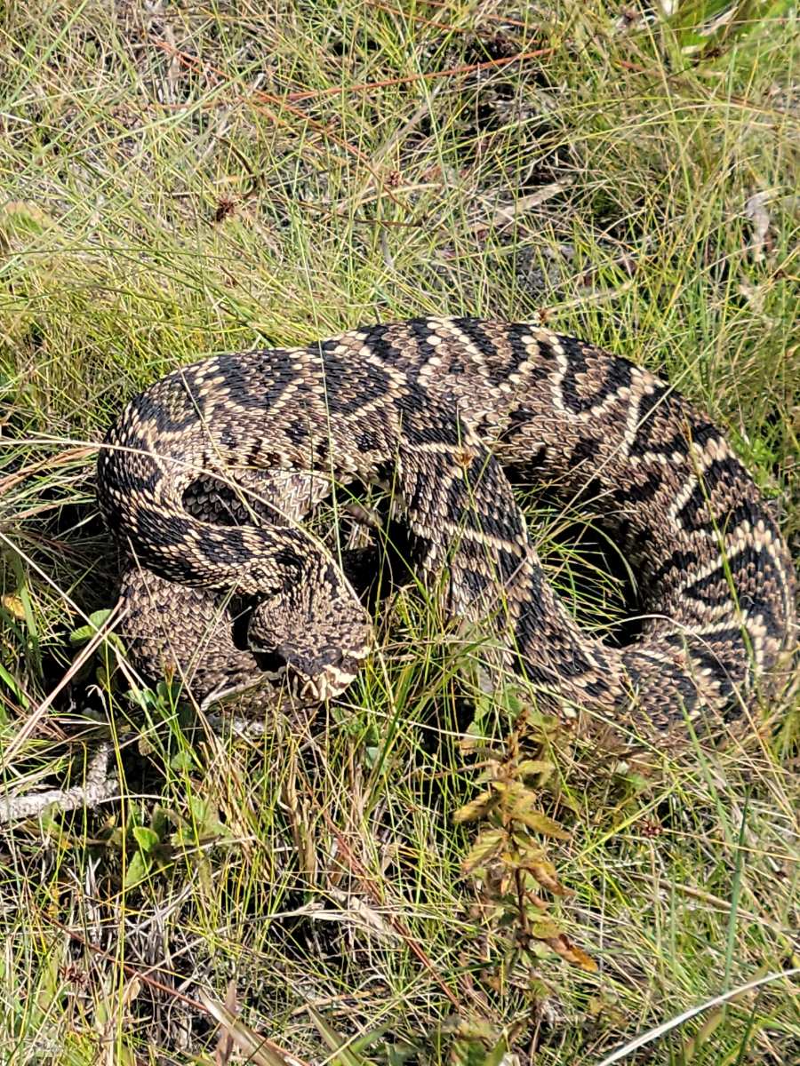 Eastern Diamondback Rattlesnake