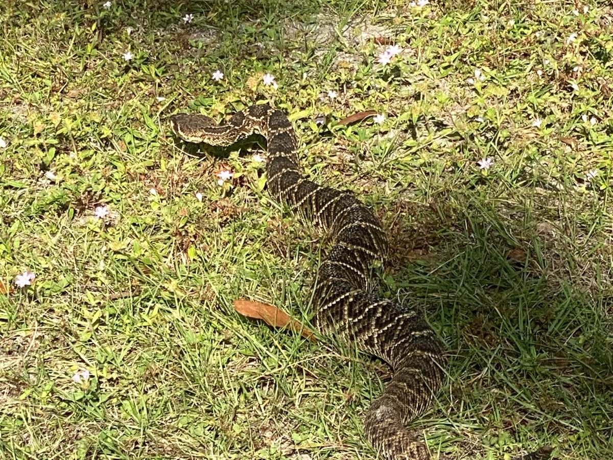 Eastern Diamondback Rattlesnake