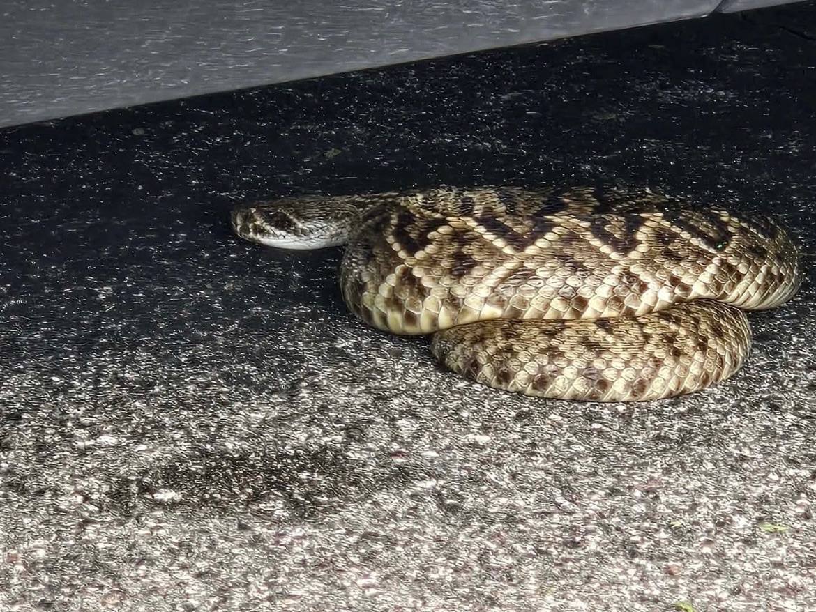 Eastern Diamondback Rattlesnake