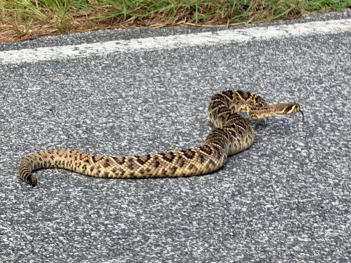 Eastern Diamondback Rattlesnake