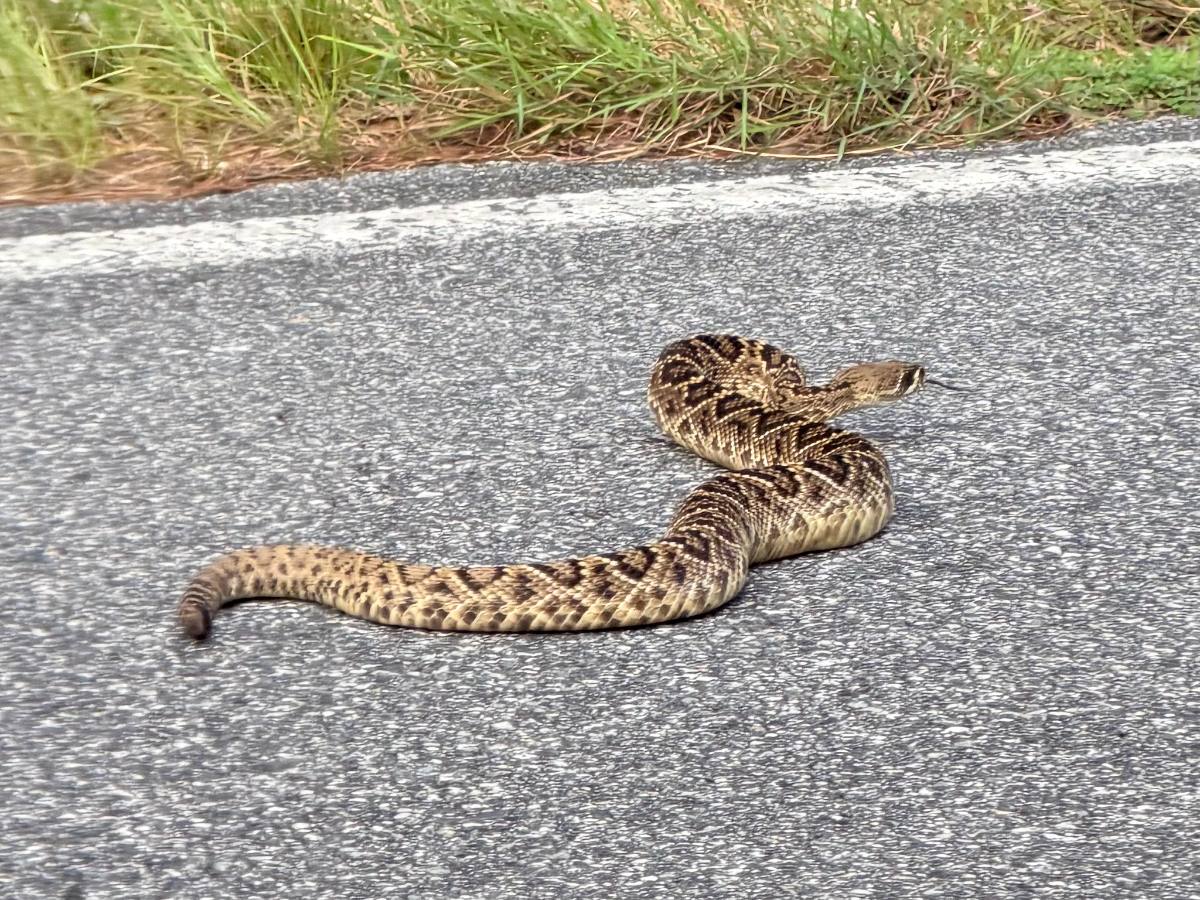 Eastern Diamondback Rattlesnake