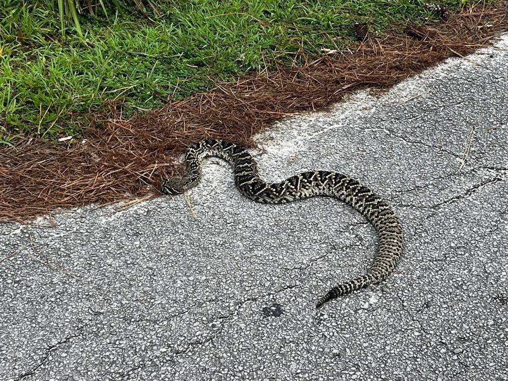 Eastern Diamondback Rattlesnake