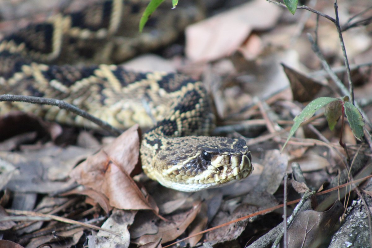 Eastern Diamondback Rattlesnake