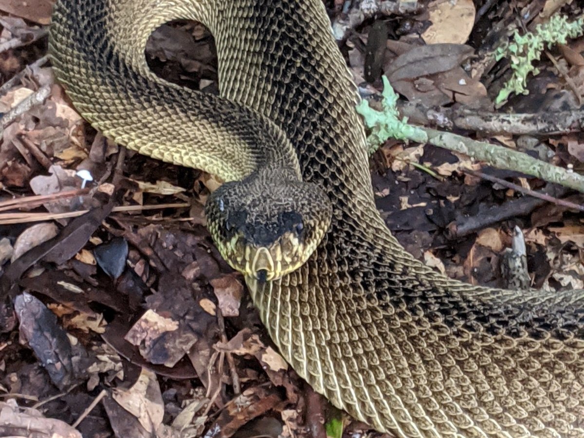 Eastern Diamondback Rattlesnake