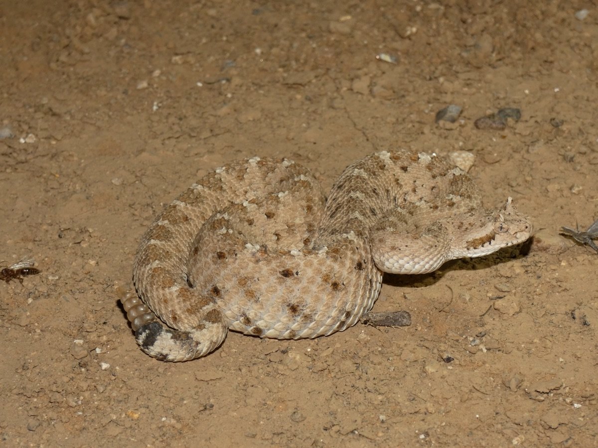 Sidewinder