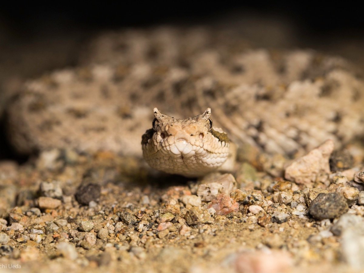 Sidewinder