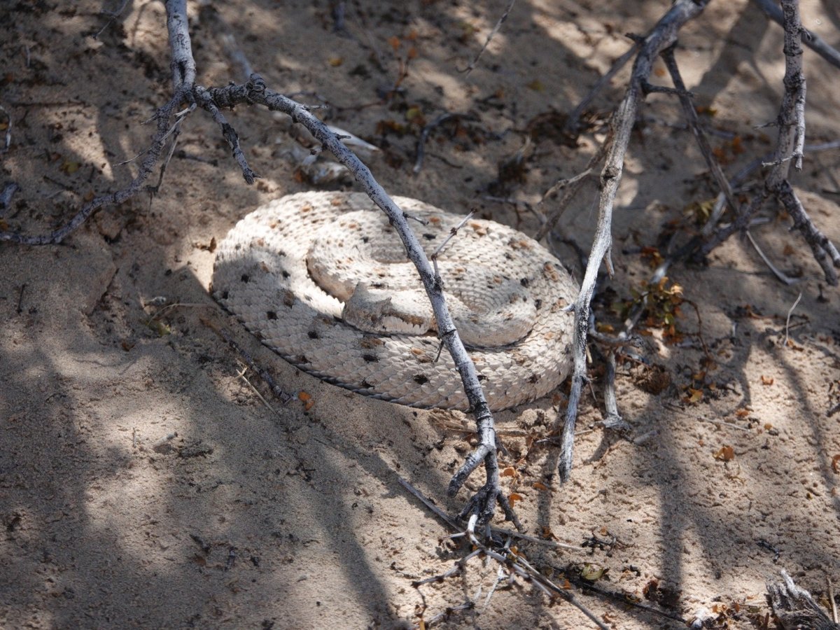 Sidewinder