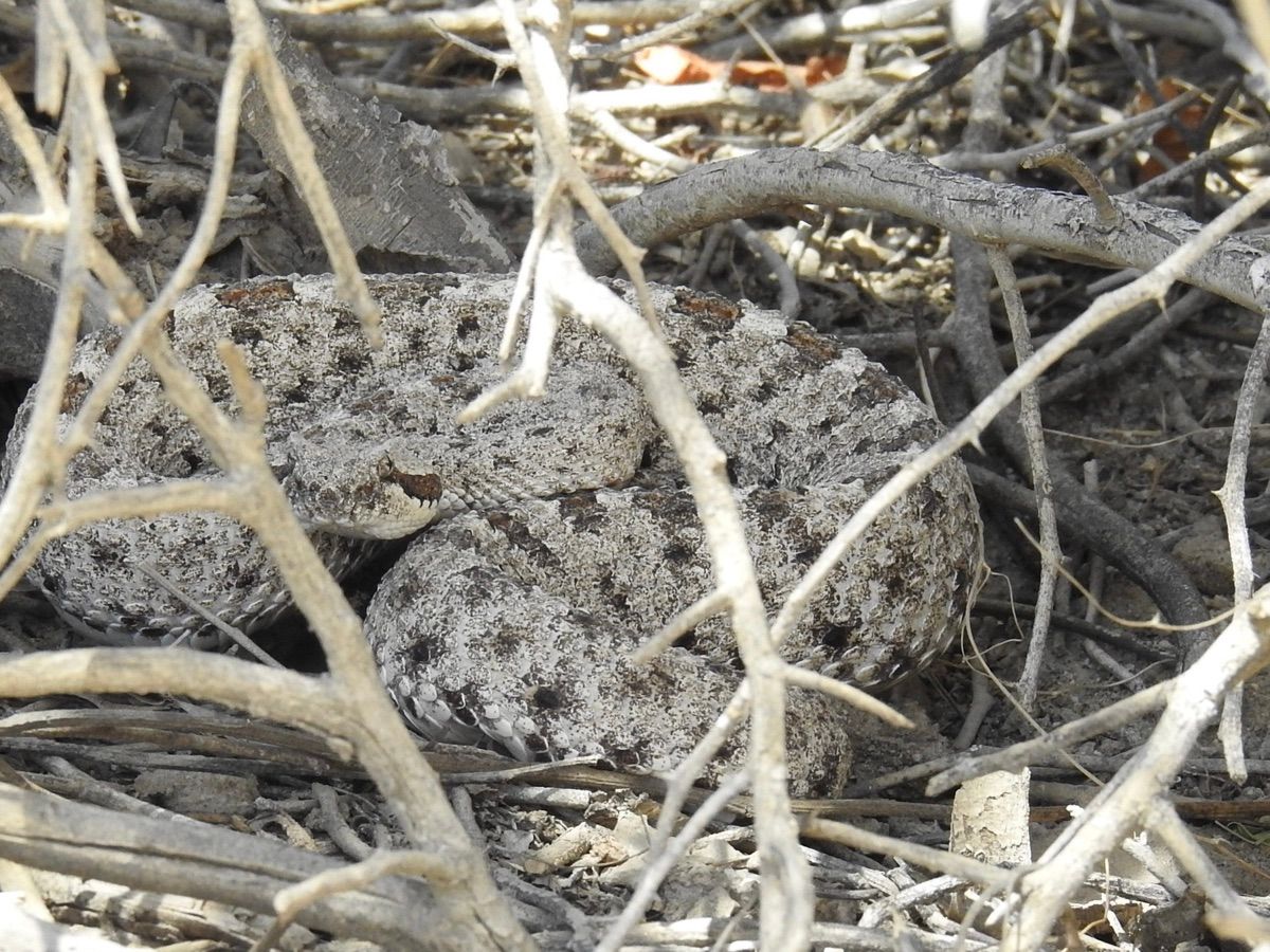 Sidewinder
