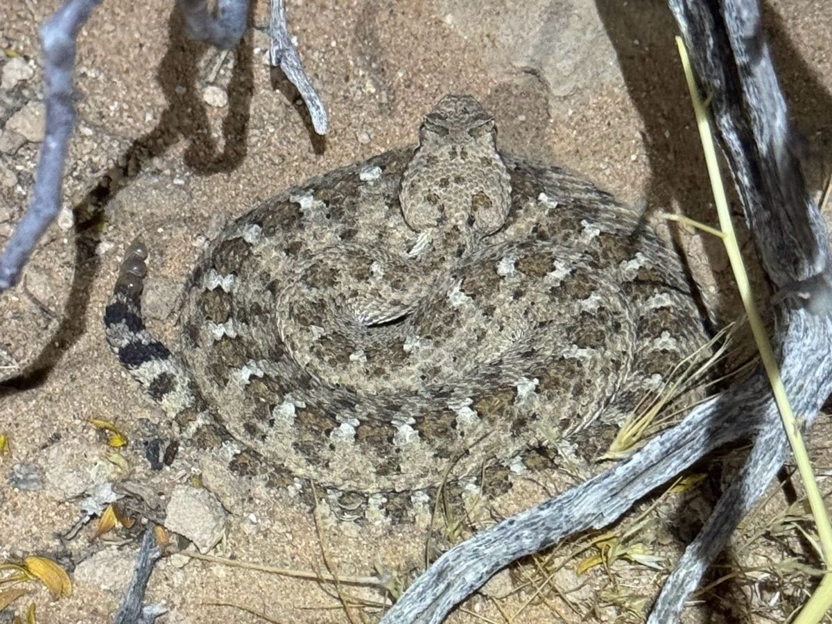 Sidewinder