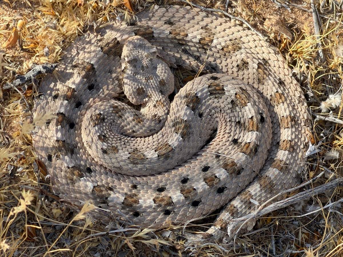 Sidewinder